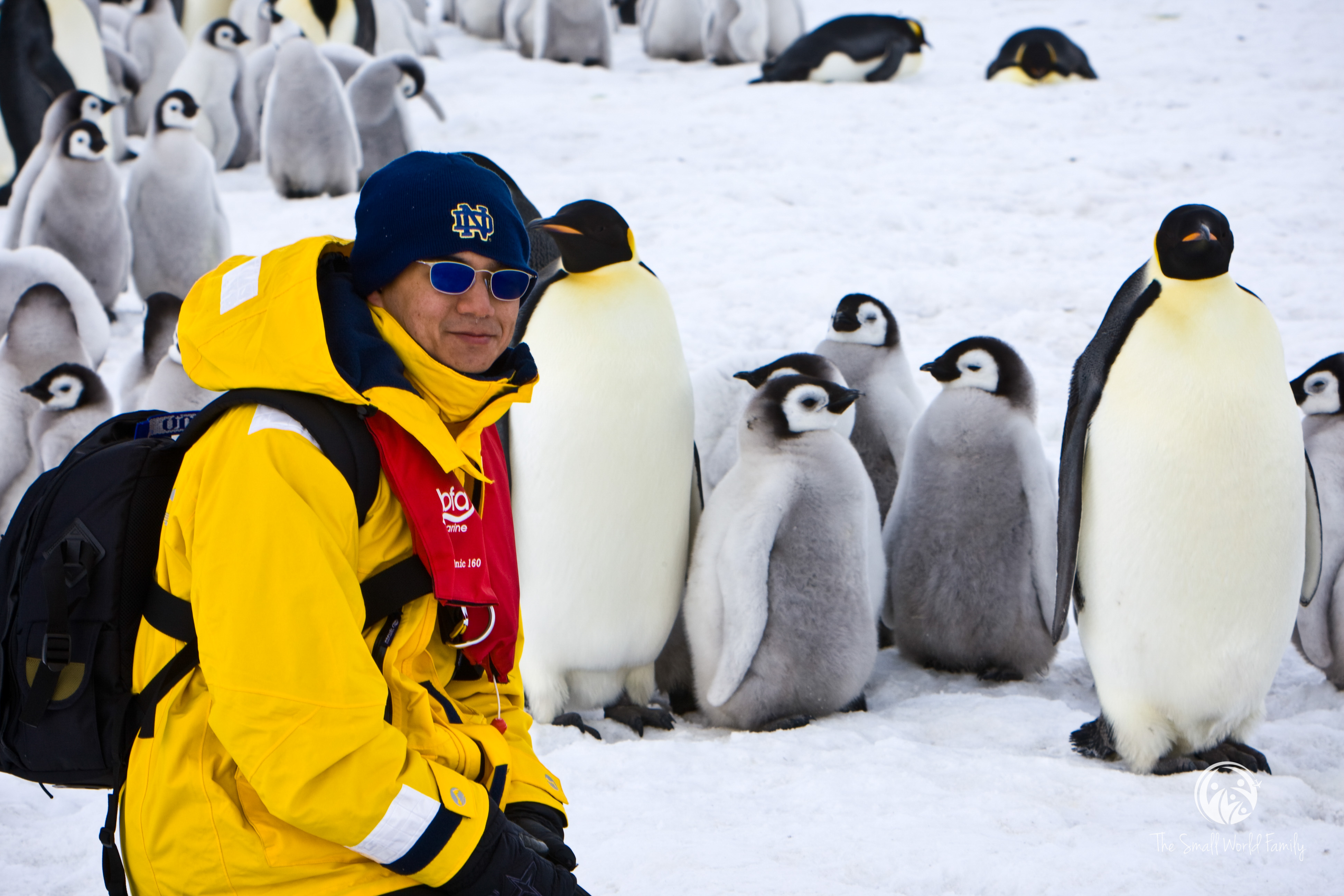 Antarctica Emperor Penguins