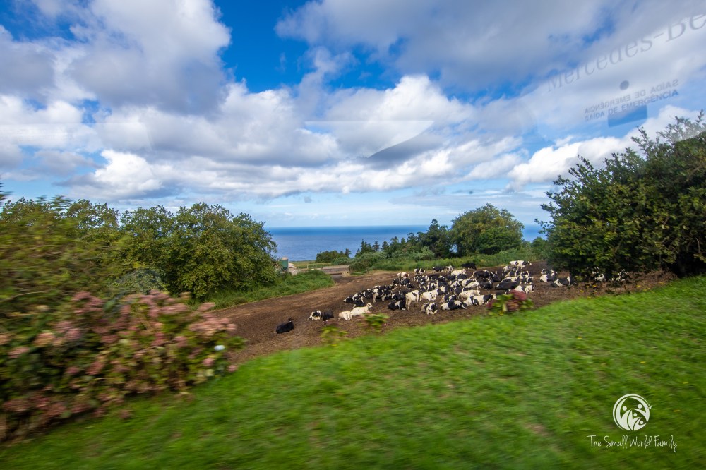 Norwegian Transatlantic Cruise Day 13-15