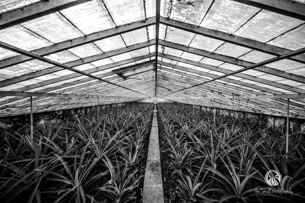 Norwegian Transatlantic Cruise Day 13-5