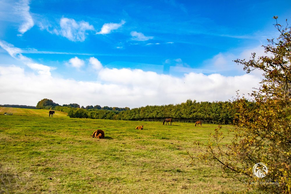 Norwegian Transatlantic Cruise Day 8-8